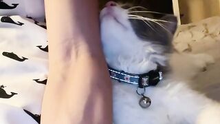 Cat Meowing for 1 Minute Straight! 📢 6