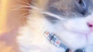 I Put a Cucumber Behind My Cat! 😂 7