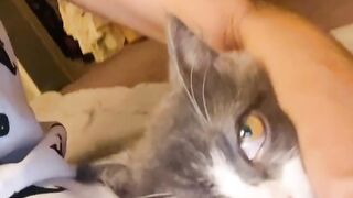 This Cat Actually Speaks English! 🗣️ 6