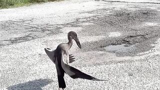 A bird that is daydreaming