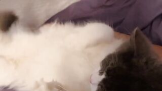 Cat Protecting Baby from a Dog! 7