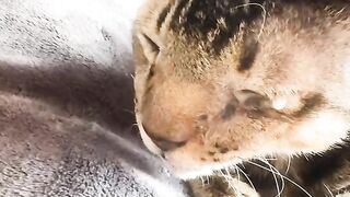 Cat Playing with a Cardboard Box! 📦 7