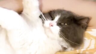 Cat Carrying a Giant Stuffed Animal! 🧸 7