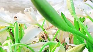 Nature’s Beauty: White Flowers by a Flowing River 🌿🌸**