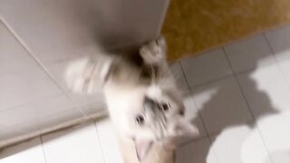 Kitten Meets Dog for the First Time! 🥺 19