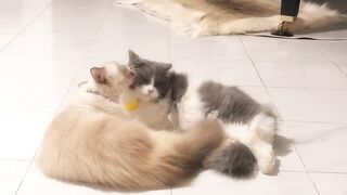 Cat Jumping Over 10 Toilet Paper Rolls! 18