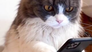 Cat Meowing "Hello"! Talking Pet! 19