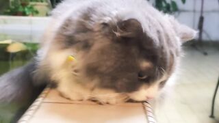 Cat Refusing to Give the Toy Back! 19