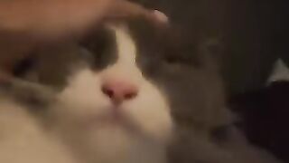 Cat Reacting to a Magic Trick! 🪄 18