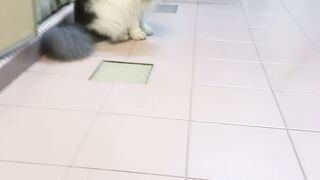 Cat Protecting Owner from a Bug! 19