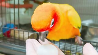 Cat Eating Watermelon! ASMR Crunches! 18