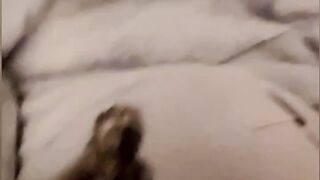 Cat Brings a Live Frog into the House! 16