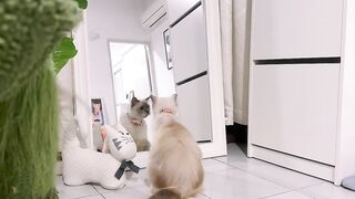 Cat Sliding on the Hardwood Floor! 15