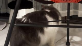 Cat Meowing "No" to the Vet! 16