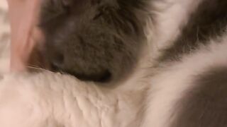 Cat Trying to Hide under a Tiny Rug! 14