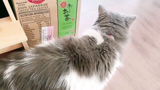 Cat Jumping into a Pile of Leaves! 16