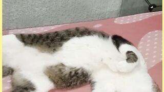 GATO BRAIA ADAS FOLGADO DEMAIS #GATO