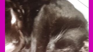 GATA QUETINI A PANTERA NEGRA DORMINO