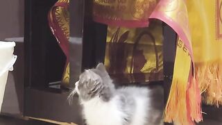 Ninja Cat Jumping Level 999! 21