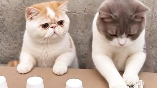Cat Annoying Older Cat! Funny Sibling Rivalry! 17