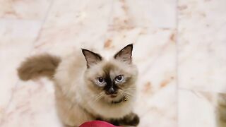 Cat Addicted to Olives! Weird Diet! 18