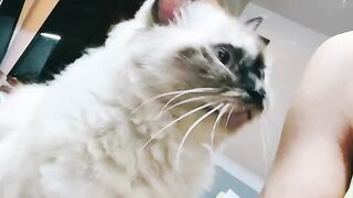 Cat Refuses to Let Owner Work! 18