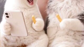 Cat Falling Asleep Sitting Up! 18