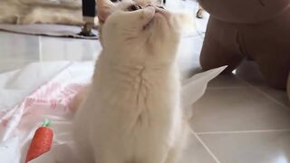 Cat Trying to Drink from a Straw! 35