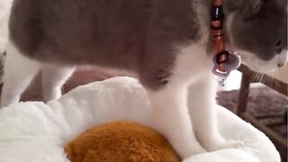 Cat Walking Like a Human! Two Legs! 19