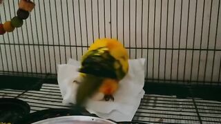 Cat Refuses to Take a Bath! 16