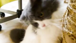 Cat Sitting Like a Human! 17