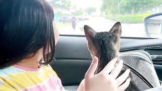 Cat Stealing Owner's Socks! 17