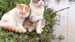 Cat Jumping over a High Gate! 17