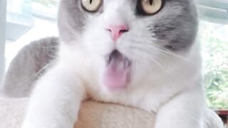 Kitten Learning to Meow! 🥺 17