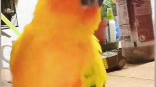 Cat Stealing a Hair Tie! 20