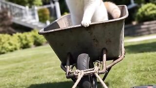Cat Trying to Catch the Wiper Blades! 16