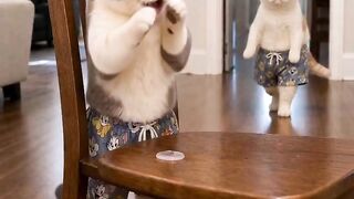 Hungry Cat Yelling for Food! 19