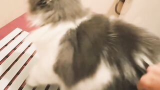 Cat Sneezing is the Cutest Thing! 21