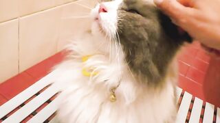 Orange Cat Behavior Explained! 😂 20