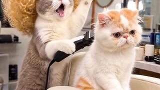 Cat Talking to Birds at the Window! 16