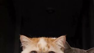 Cat Trapped in a Cardboard Box! 21