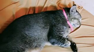 Cat Refuses to Walk on Leash! 😂 20