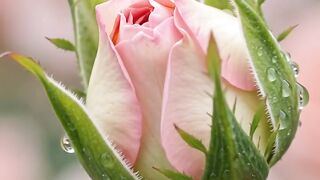 Pink Rose Blooms🙏❤️❤️