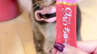 Cat Jealous of the New Baby! 20