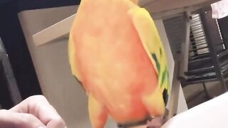 Cat Making Biscuits on a Soft Blanket! 18