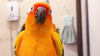 Cat Sneezing 5 Times in a Row! 19