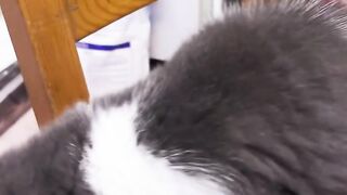 Cat Obsessed with a Cotton Swab! 18