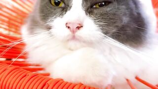 Cat Meowing "Hello"! Talking Pet! 21