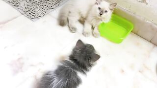 Cat Watching Horror Movie! Scared Reaction! 20