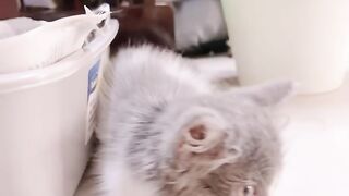 Cat Smiling for the Camera! 📸 21